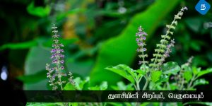 துளசி மரத்தின் சிறப்பும், பெருமையும்