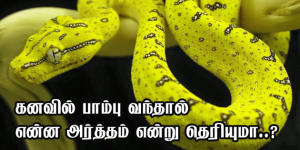பாம்பு கனவில் வந்தால் நடக்கும் பலன்கள்!
